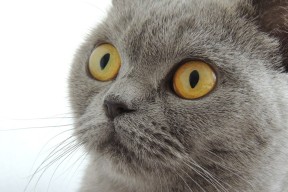 爱游戏电竞官网-“青少年足球裁判员培训班成功举办，促公平裁判”，2021足球裁判员培训报名