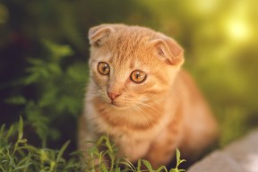 爱游戏综合娱乐-中国足球青训著名教练走出国门，推动国际交流合作，中国足球青训球员